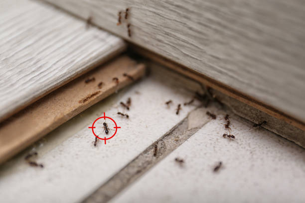 Best Insect Control  in Cadillac, MI