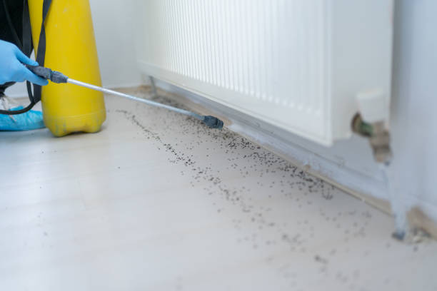Best Residential Pest Control  in Cadillac, MI