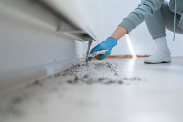 Trusted Cadillac, MI Pest Control Experts